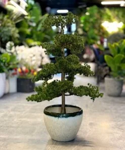 Bonsaï de Genévrier 60 cm