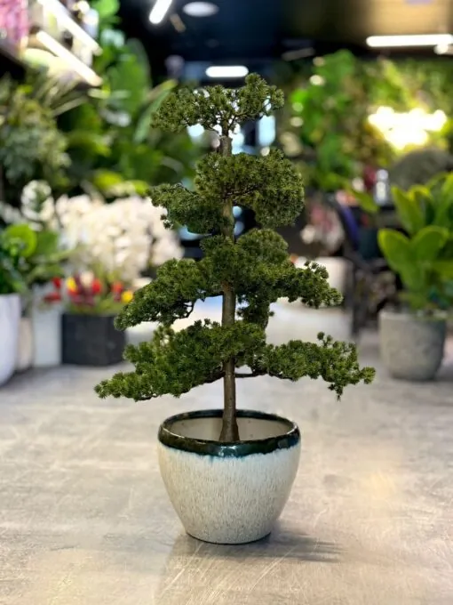 Bonsaï de Genévrier 60 cm