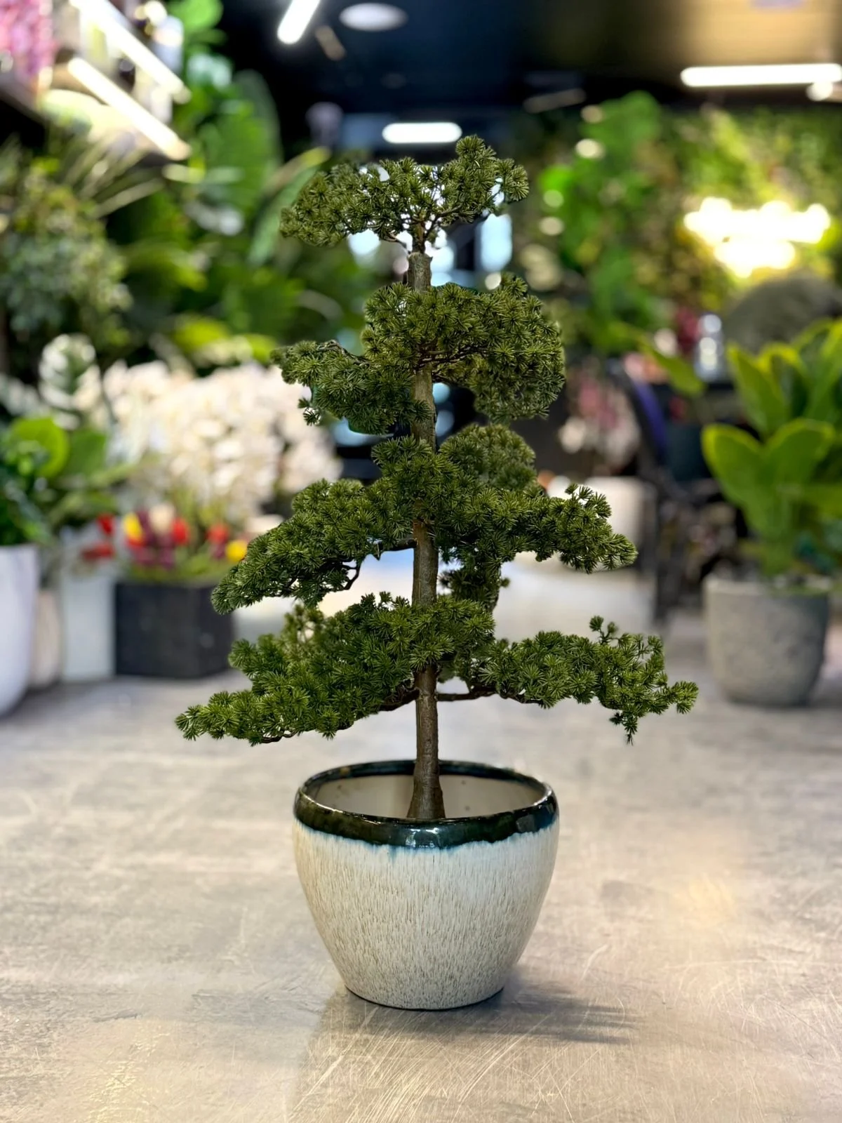 Bonsaï de Genévrier 60 cm