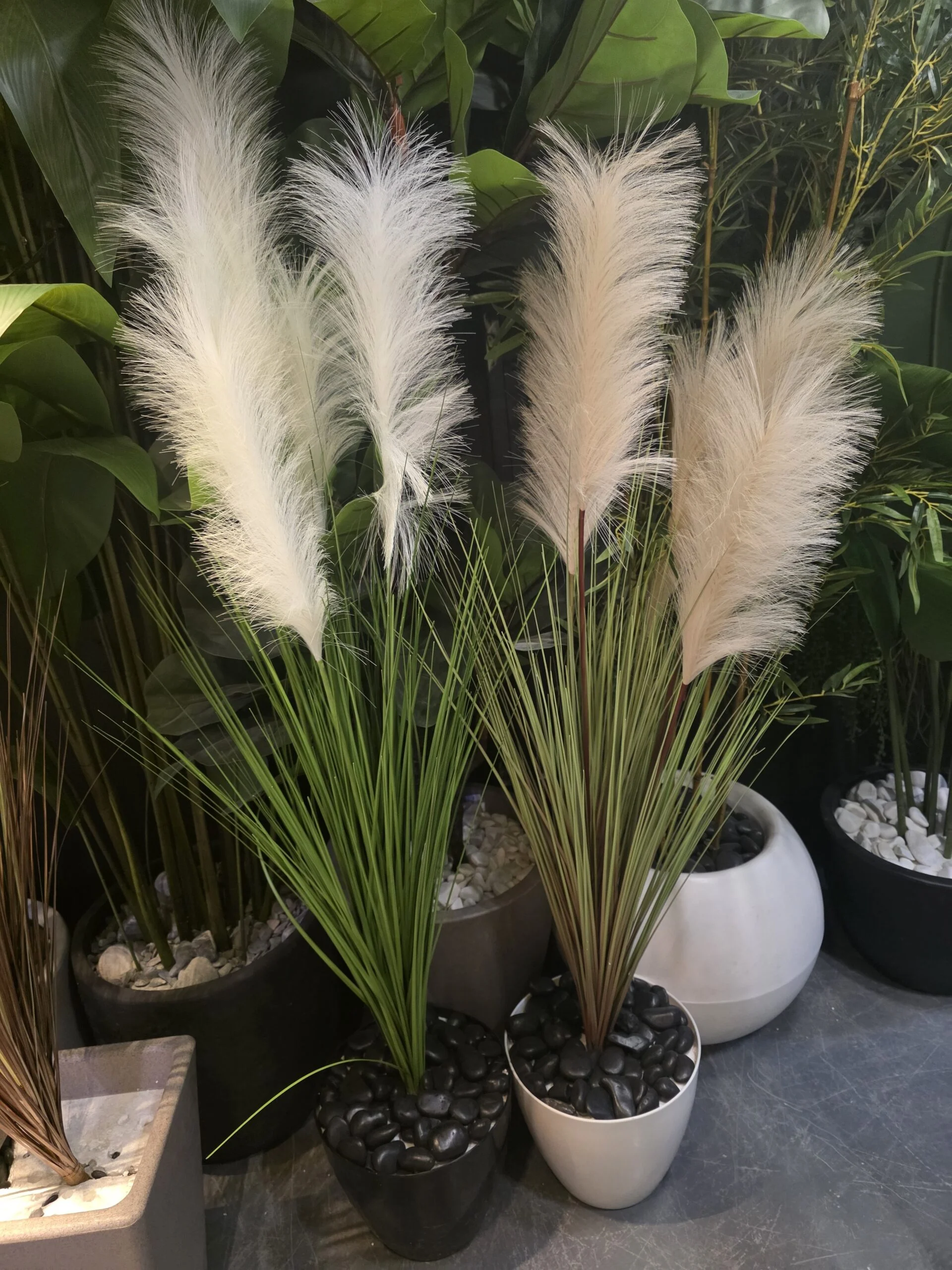 Herbe de la Pampa 125 cm