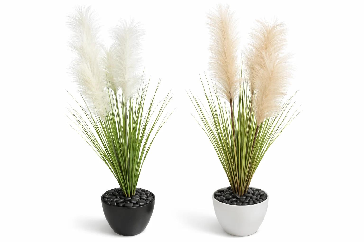 Herbe de la Pampa 125 cm
