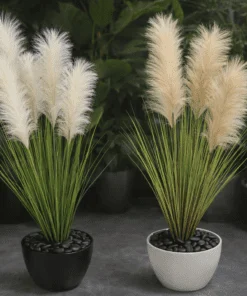 Herbe de la Pampa 125 cm