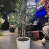 Olive Tree real wood 130 cm (🚫without pot)