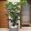 Palmier Areca 180 cm