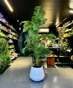 Palmier Areca 180 cm