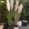 Herbe de la Pampa 125 cm