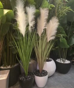 Herbe de la Pampa 125 cm