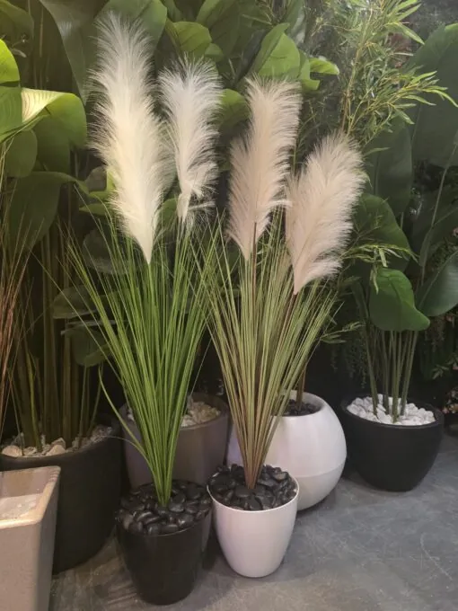 Herbe de la Pampa 125 cm