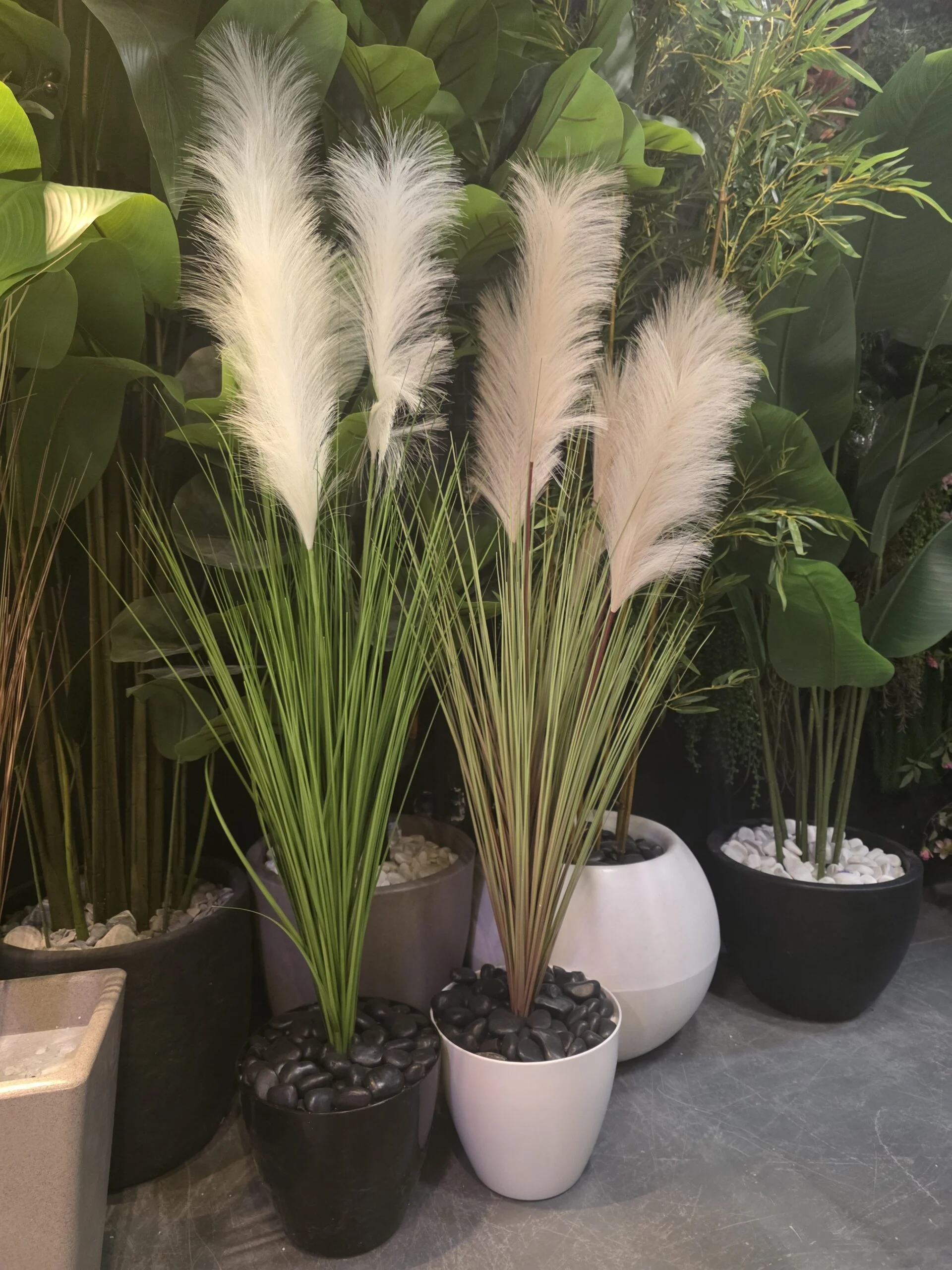Herbe de la Pampa 125 cm
