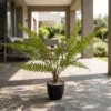 Fougere Plant 40 cm styled in an interior — Neon Jungle Studios