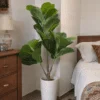 Ficus Lyrata 100 cm