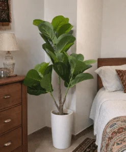 Ficus Lyrata 100 cm
