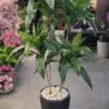 Dracaena Fragrans à 2 troncs 120 cm