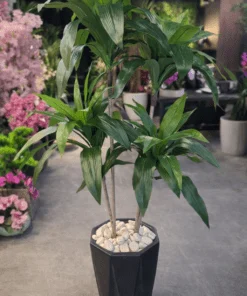 Dracaena Fragrans à 2 troncs 120 cm