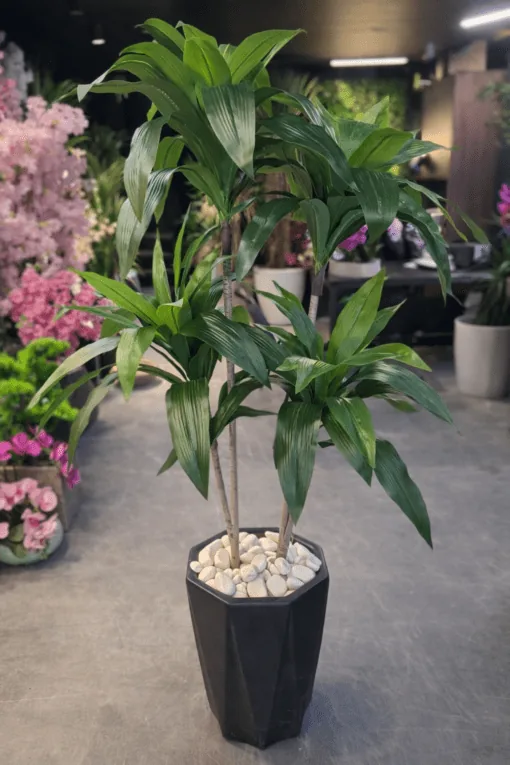 Dracaena Fragrans à 2 troncs 120 cm