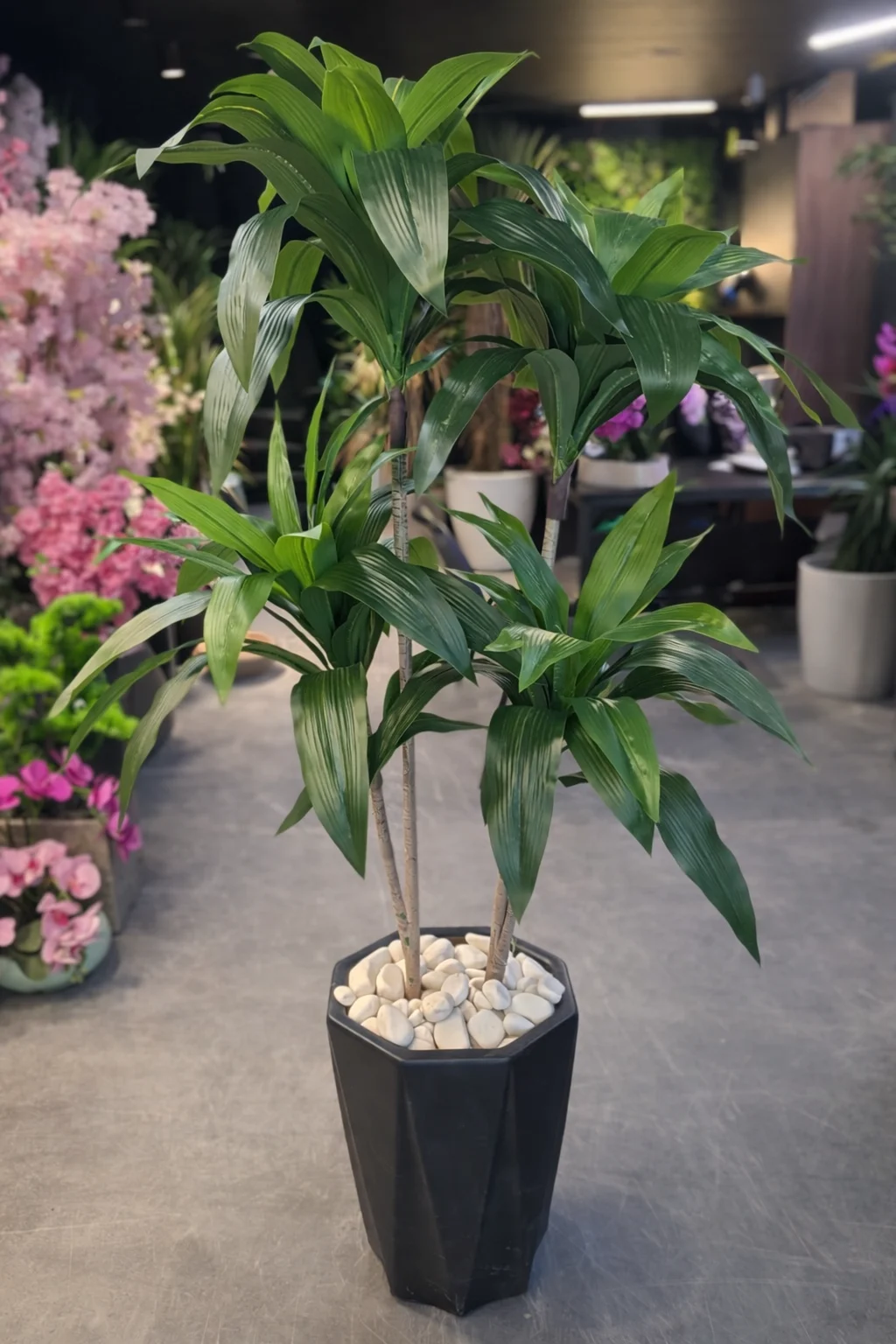 Dracaena Fragrans à 2 troncs 120 cm