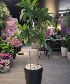 Dracaena Fragrans à 2 troncs 120 cm
