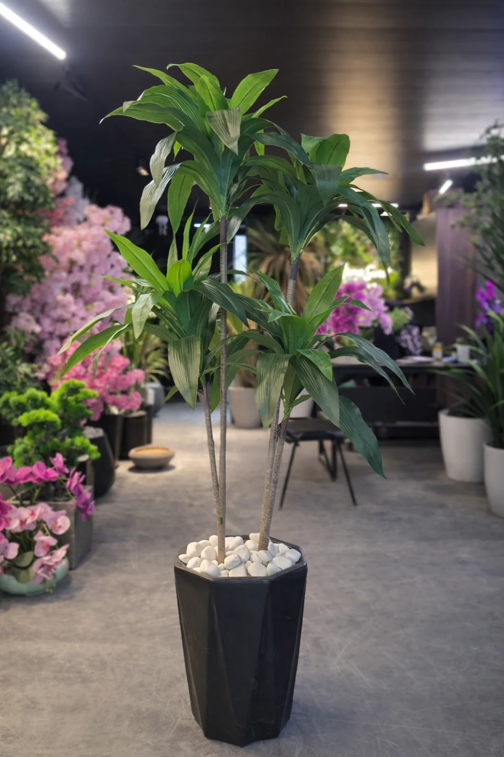 Dracaena Fragrans à 2 troncs 120 cm