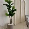 Ficus Lyrata 130 cm