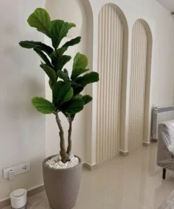 Ficus Lyrata 130 cm