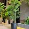 Plante Areca 190 cm