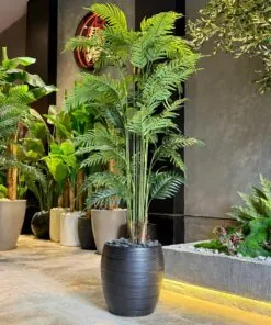 Plante Areca 190 cm