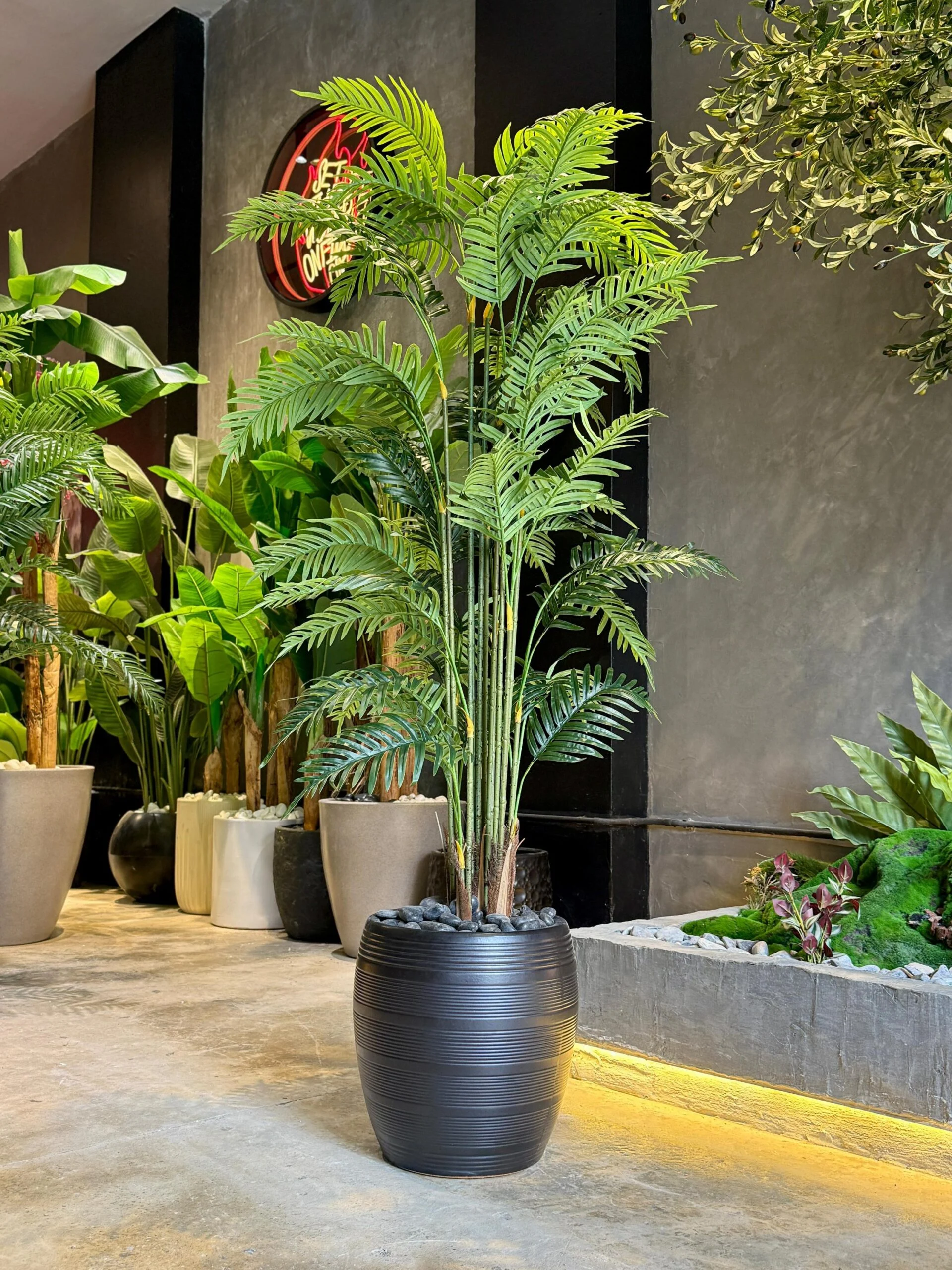 Plante Areca 190 cm