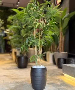 Plante de Bambou 135 cm