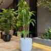 Dracaena Fragrans 160 cm