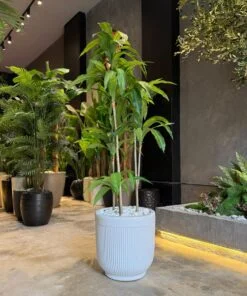 Dracaena Fragrans 160 cm