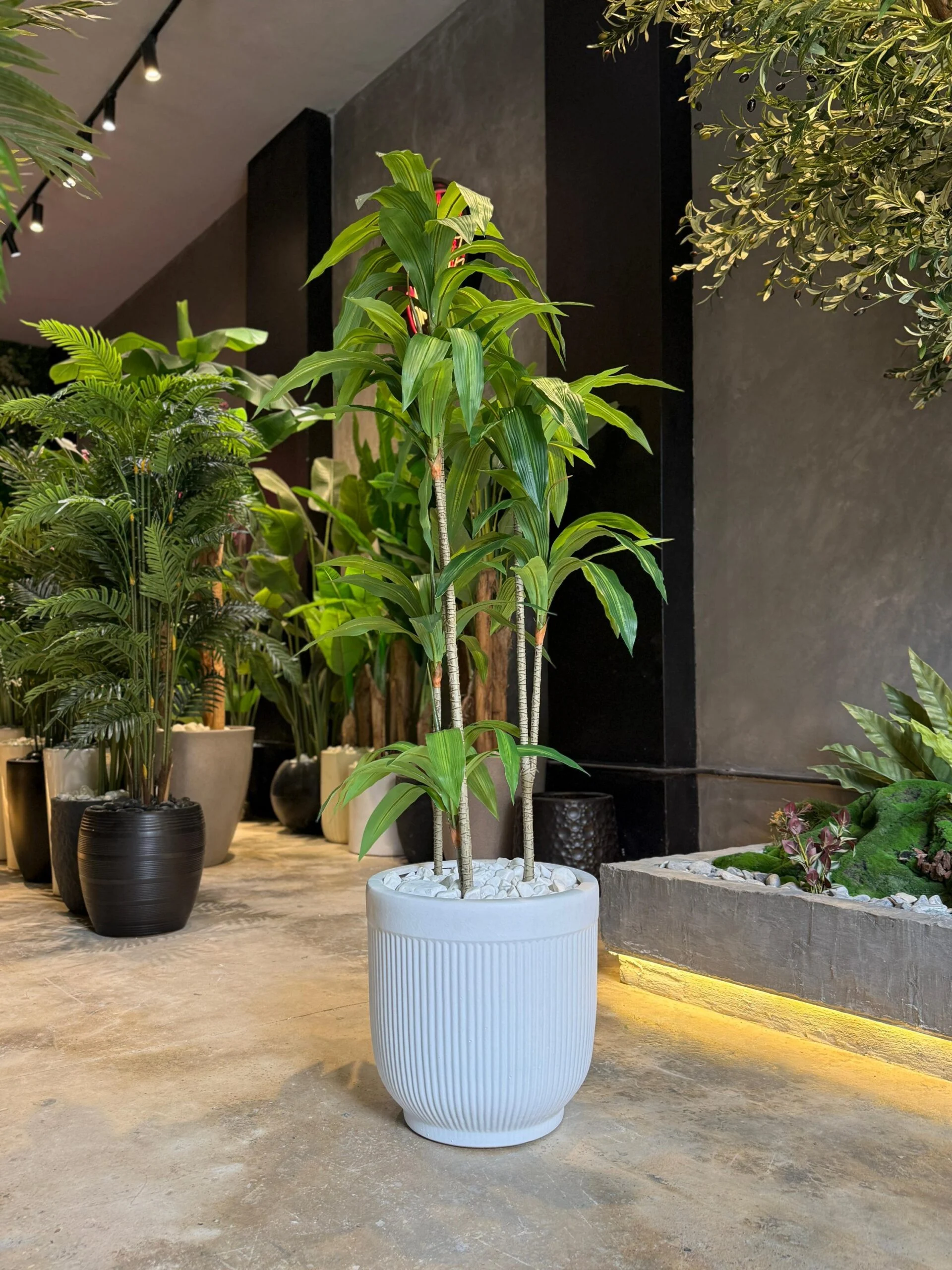 Dracaena Fragrans 160 cm
