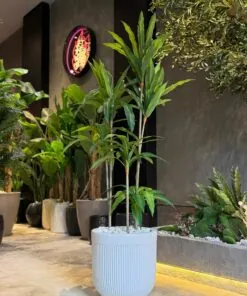 Dracaena Fragrans 160 cm