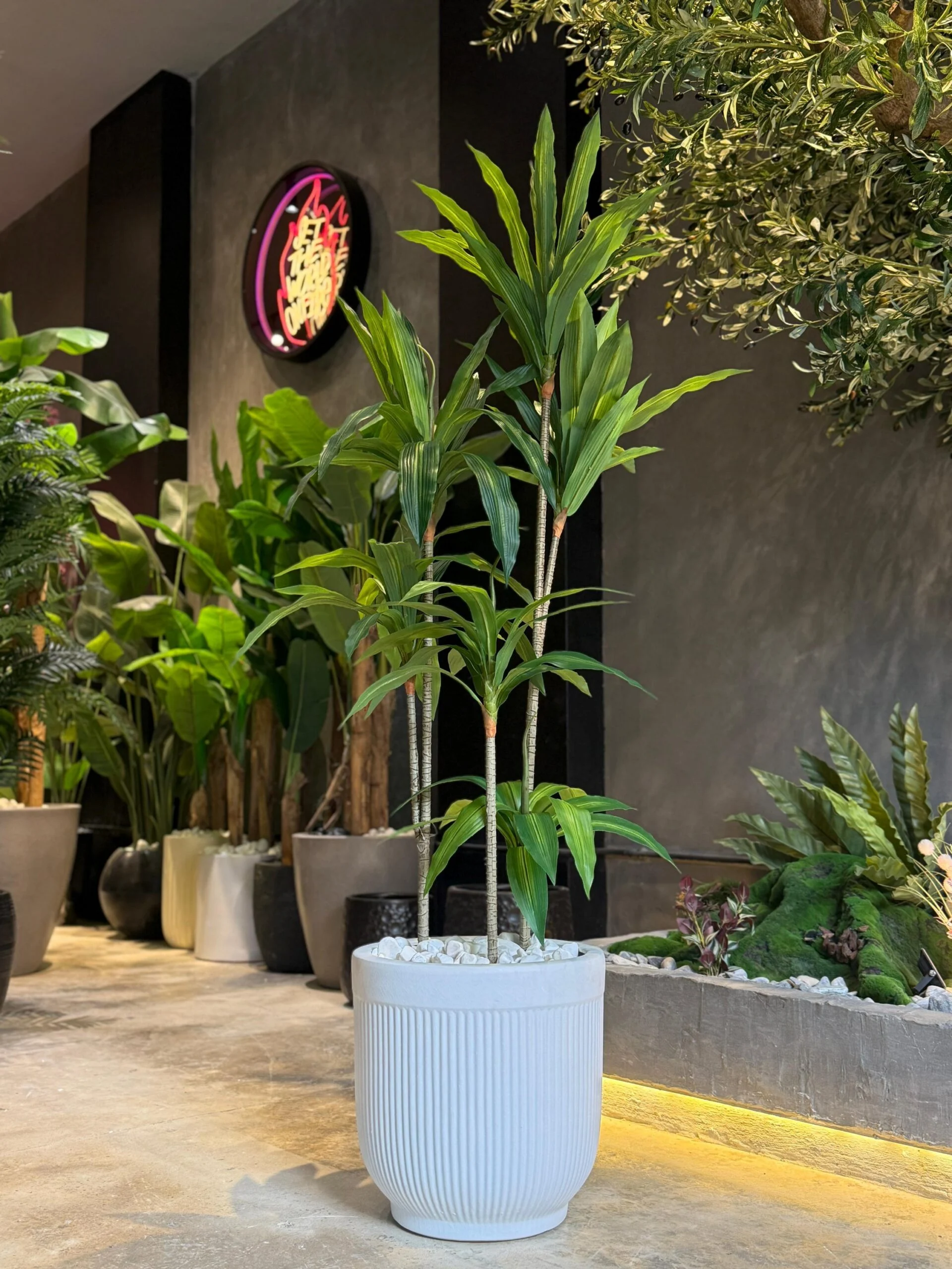 Dracaena Fragrans 160 cm