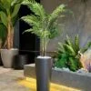 Plante Areca 110 cm