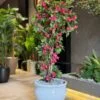Bougainvillier 160 cm