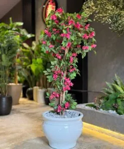 Bougainvillier 160 cm