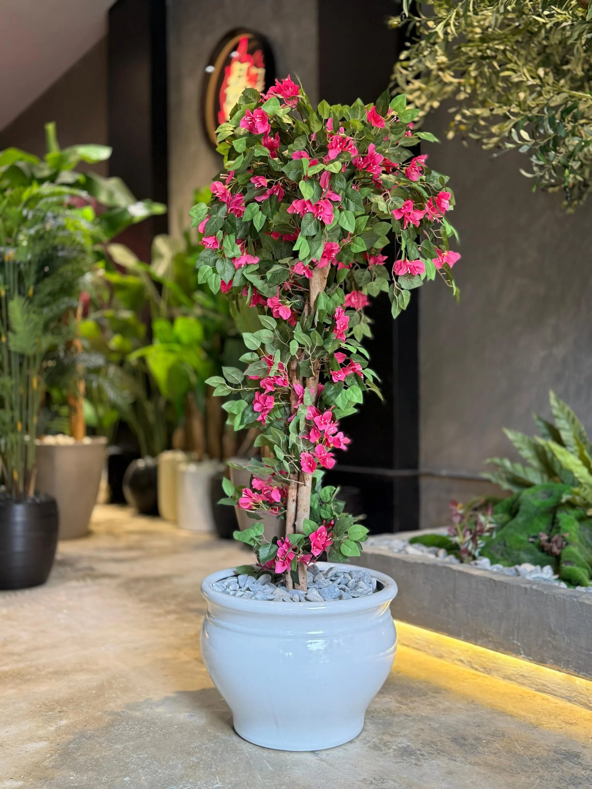 Bougainvillier 160 cm