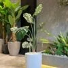 Monstera Deliciosa 110 cm