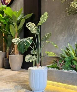 Monstera Deliciosa 110 cm