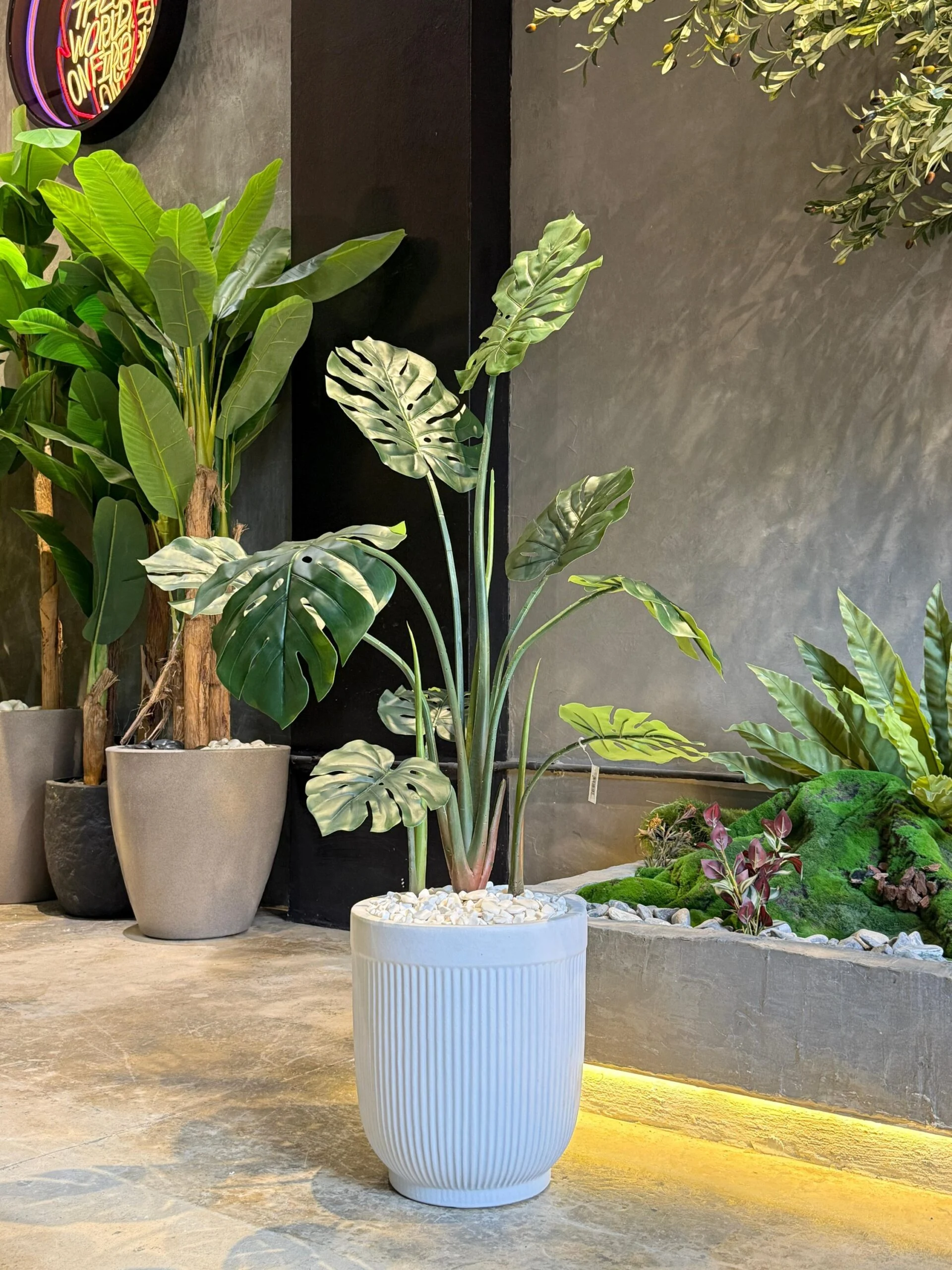 Monstera Deliciosa 110 cm