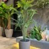 Plante Areca 155 cm