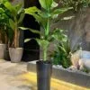 Dieffenbachia 125 cm