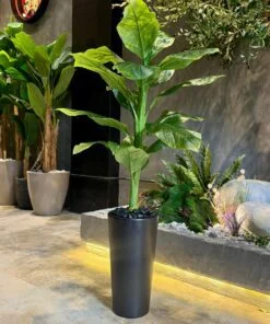 Dieffenbachia 125 cm
