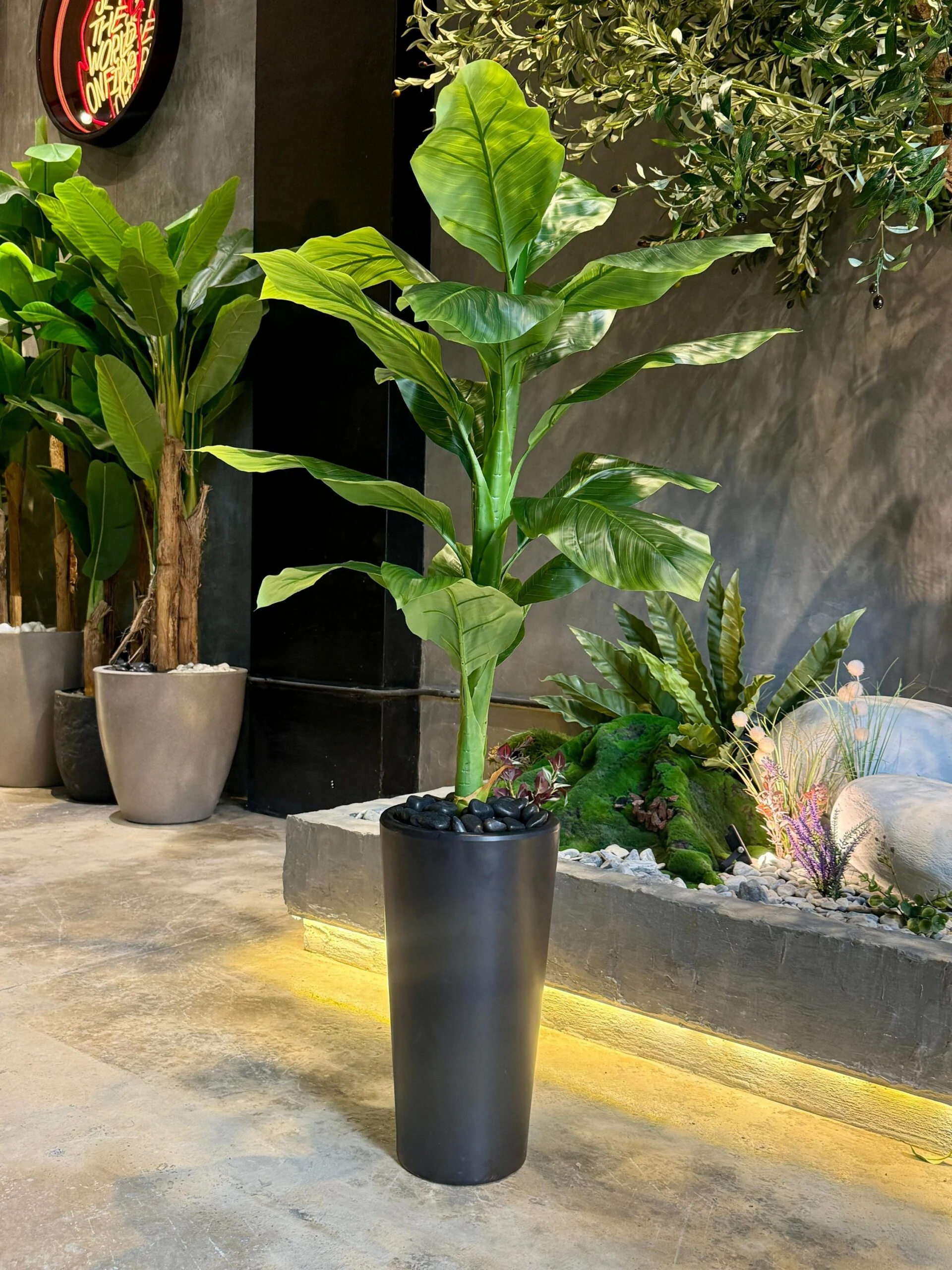 Dieffenbachia 125 cm