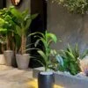Dracaena Fragrans 80 cm