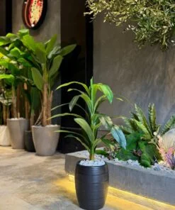 Dracaena Fragrans 80 cm