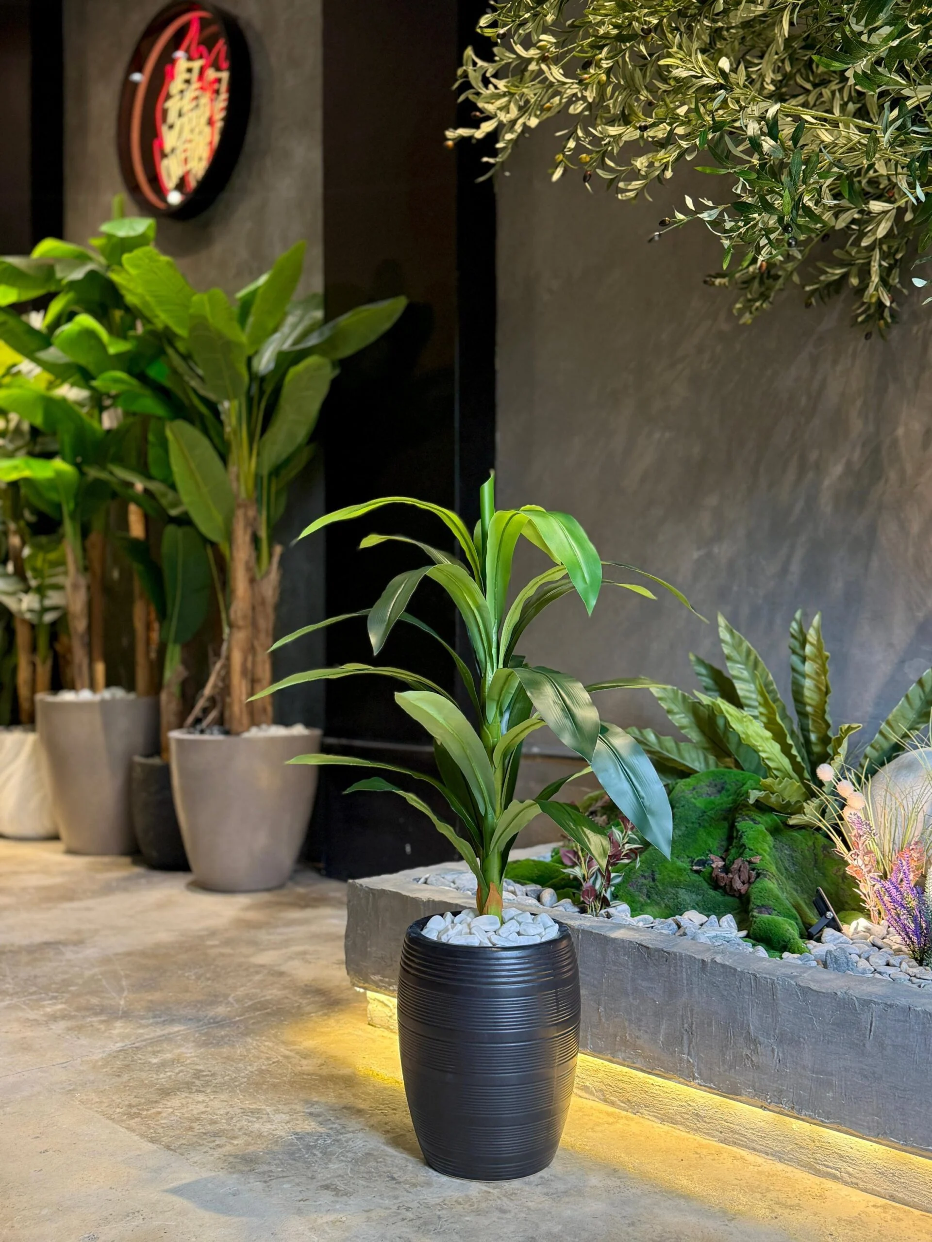 Dracaena Fragrans 80 cm