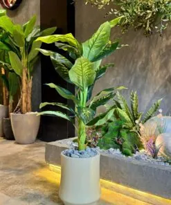Dieffenbachia 125 cm