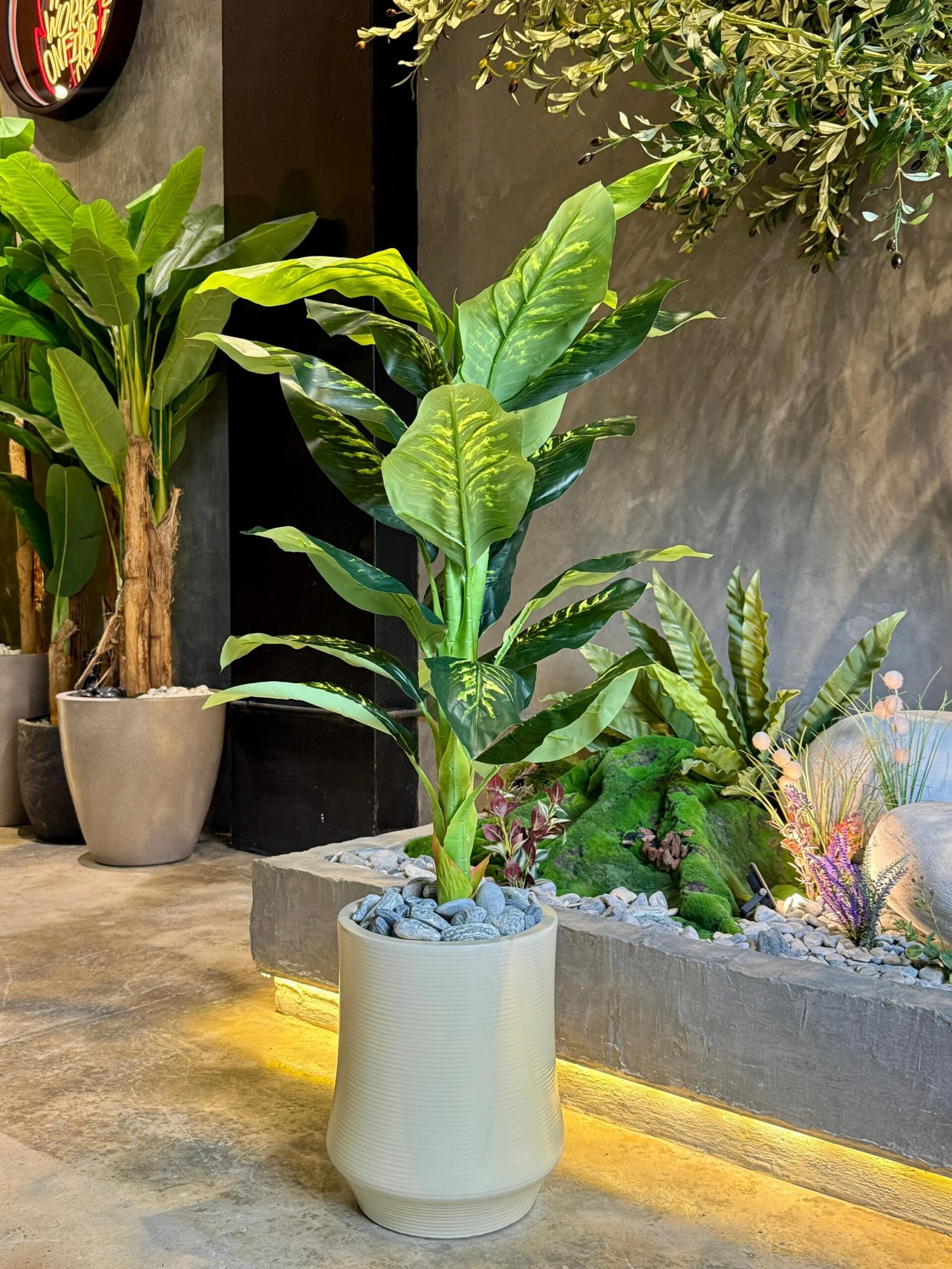 Dieffenbachia 125 cm