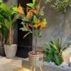 Croton 110 cm